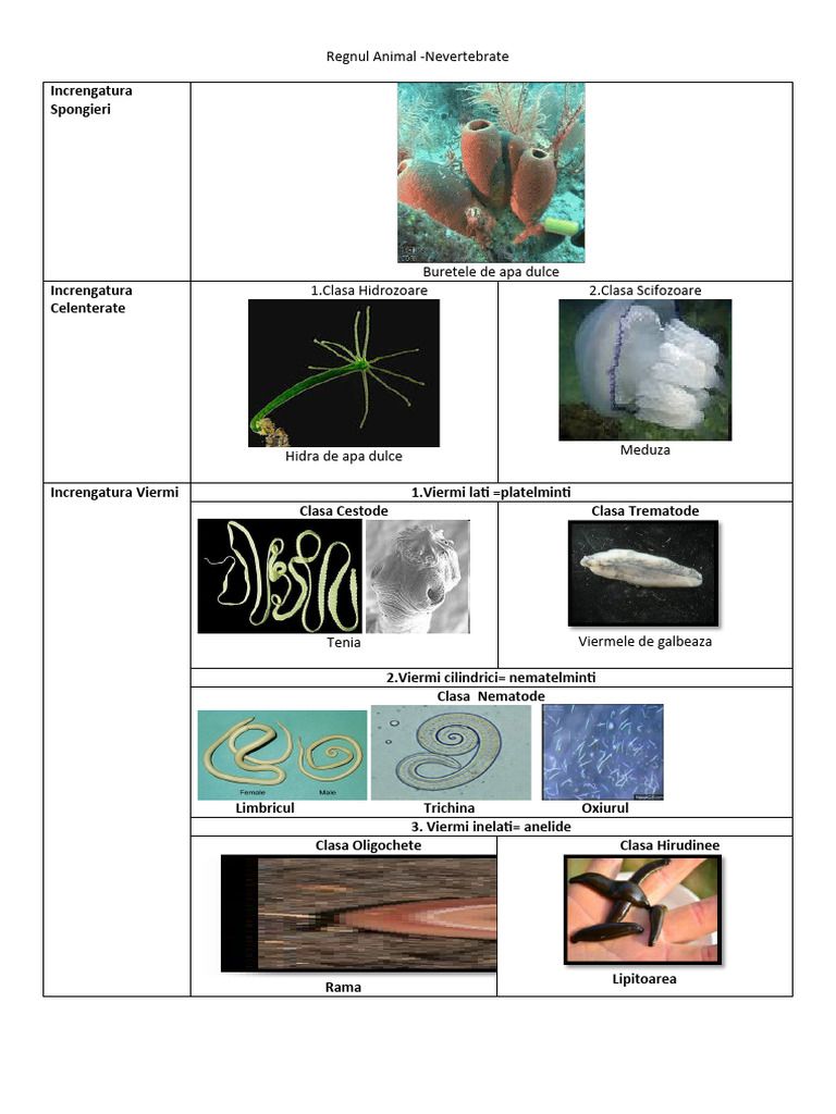 Regnul Animal NEVERTEBRATE IMAGINI | PDF