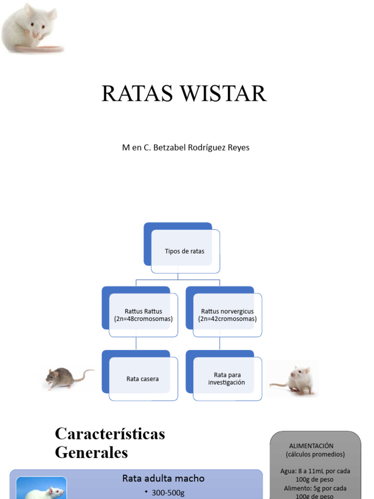 Ratas Wistar | PDF