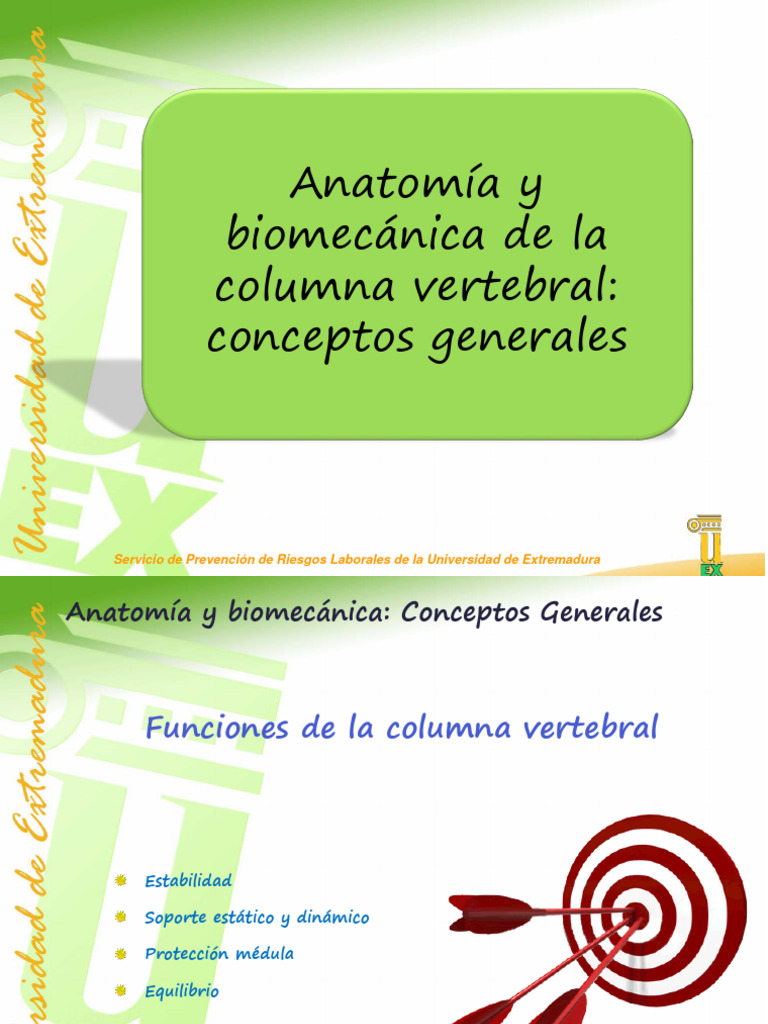 Biomecánica y funciones de la columna vertebral | PDF | La columna ...