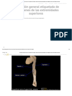 Facultad de Medicina de La Universidad de Michigan - Descripción General Etiquetada de Las Imágenes de Las Extremidades Superiores