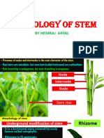Morphology of Stem
