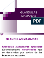 Glandulas-Mamarias 1