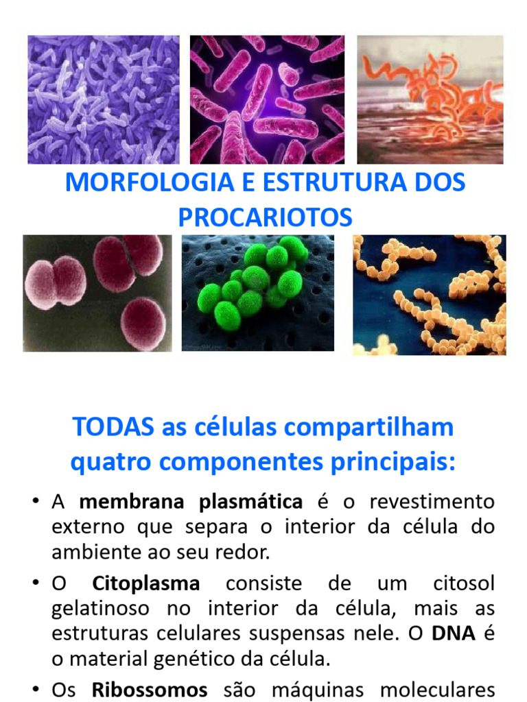 Estrutura e Morfologia dos Procariotos | PDF | Bactérias | Célula ...