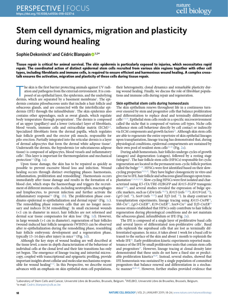 Stem Cell Dynamics in Wound Healing | PDF