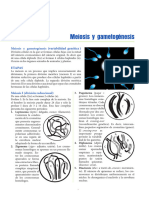 Biología - 02 - Meiosis y Gametogenesis