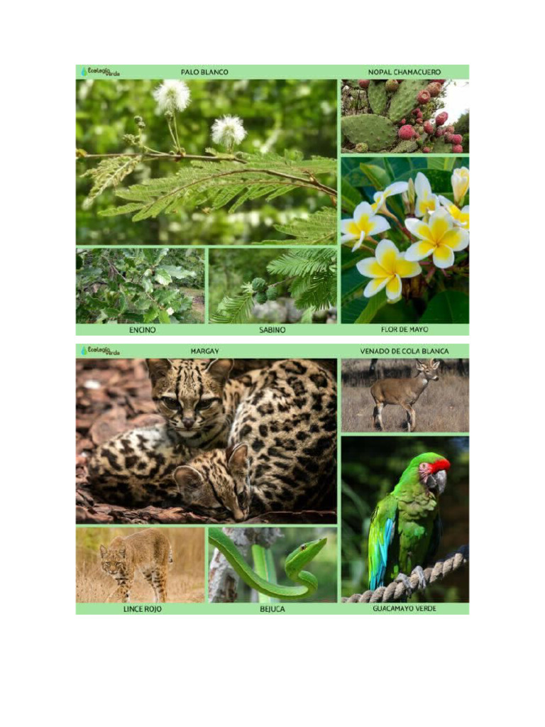 Flora y Fauna de Guanajuato | PDF