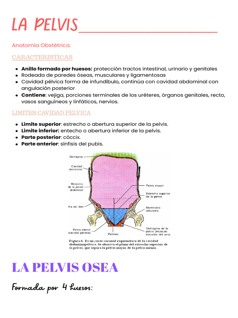 Anatomía de la Pelvis y Línea Innominada | PDF | Pelvis | Anatomía humana