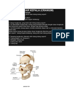 Anatomi Dasar Kepala