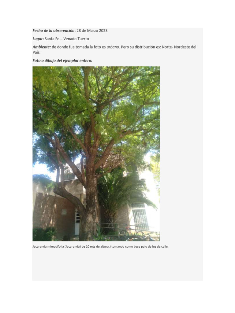 Características de la hoja de jacaranda | PDF