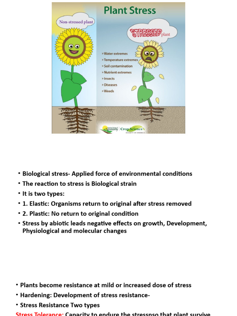 Plant Responses to Environmental Stress | PDF | Stoma | Leaf