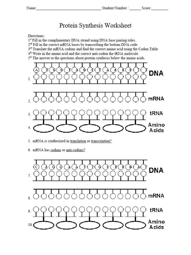 Protein Synthesis Worksheet Guide | PDF | Science & Mathematics