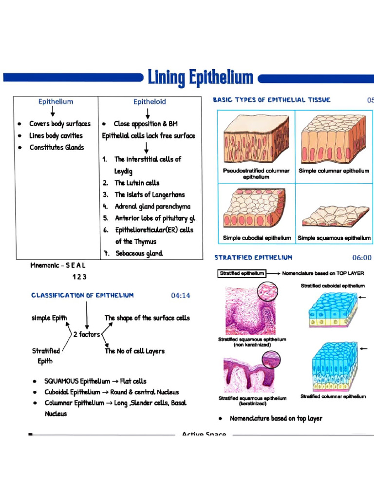 Epitheliun Histology | PDF