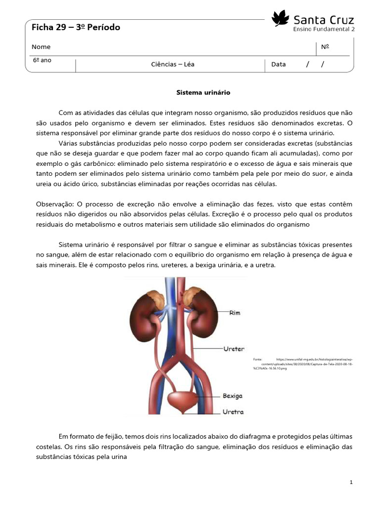 Ficha 29 - Sistema Urinário | PDF