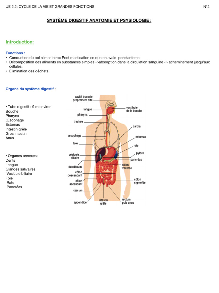 Anatomie et fonctions du système digestif | PDF | Bien-être | Sciences ...