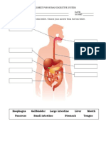 Worksheet For Human Digestive System PDF