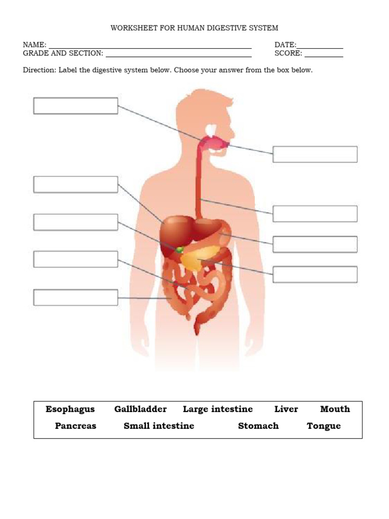 Human Digestive System Worksheet | PDF | Wellness