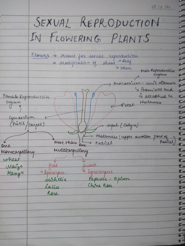 Sexual Reproduction in Flowering Plants Notes | PDF