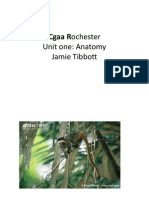 Cgaa Rochester: Unit One: Anatomy Jamie Tibbott