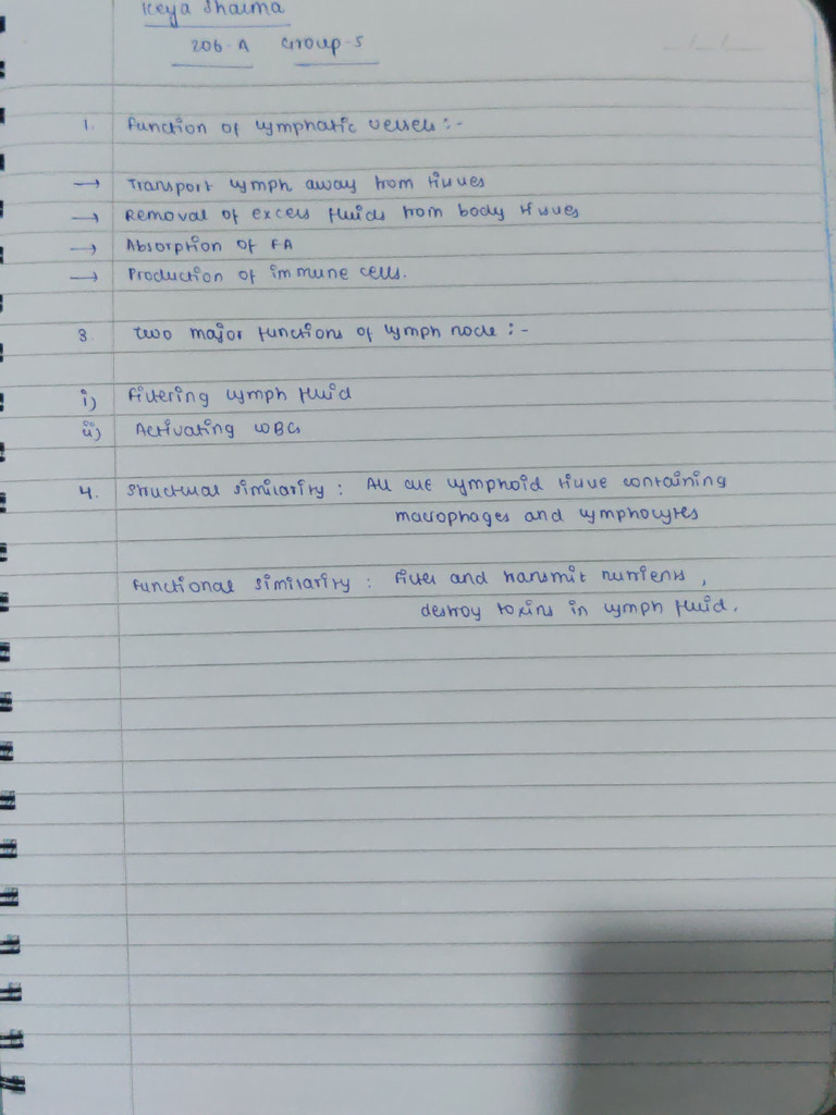 206 Lymphatic System Worksheet Pdf