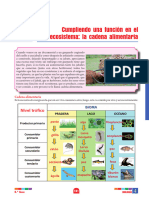 B - P - 6ºgrado - S4 - La Cadena Alimentaria