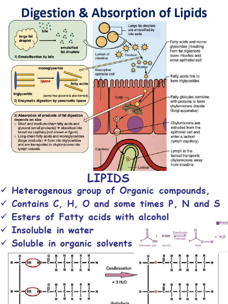 Digestion & Absorption of Lipids | PDF