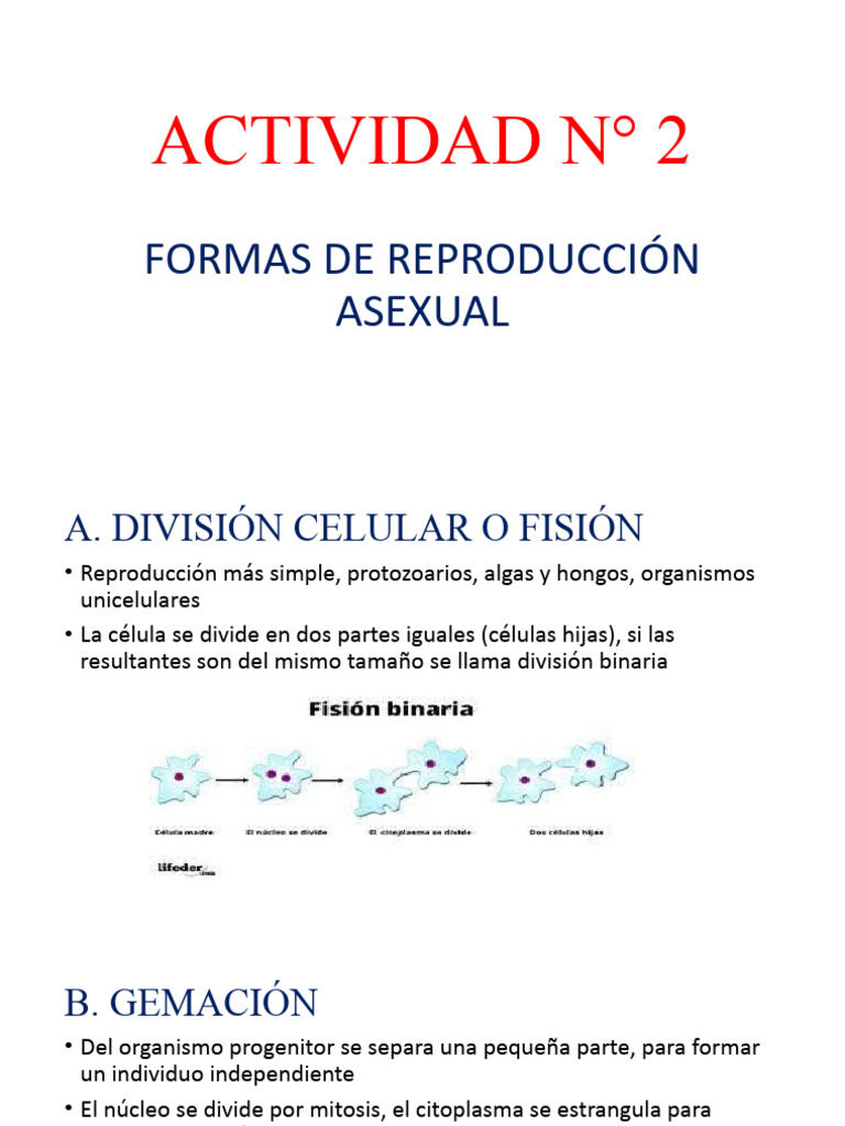 Actividad #2 Formas de Reproducción Asexual Cuartoadelita2022 | PDF