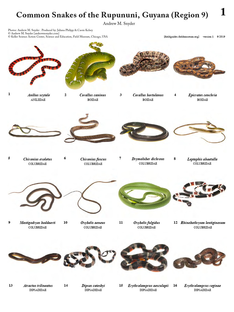 Common Snakes of Rupununi, Guyana | PDF | Reptiles Of North America ...