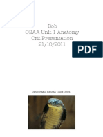 Bob! CGAA Unit 1 Anatomy ! Crit Presentation! 21/10/2011