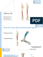 Tema 44 Musculatura Miembro Inferior (II)