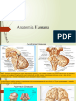 Anatomia Humana Bulbo Ponte Medula Plexos Alunos