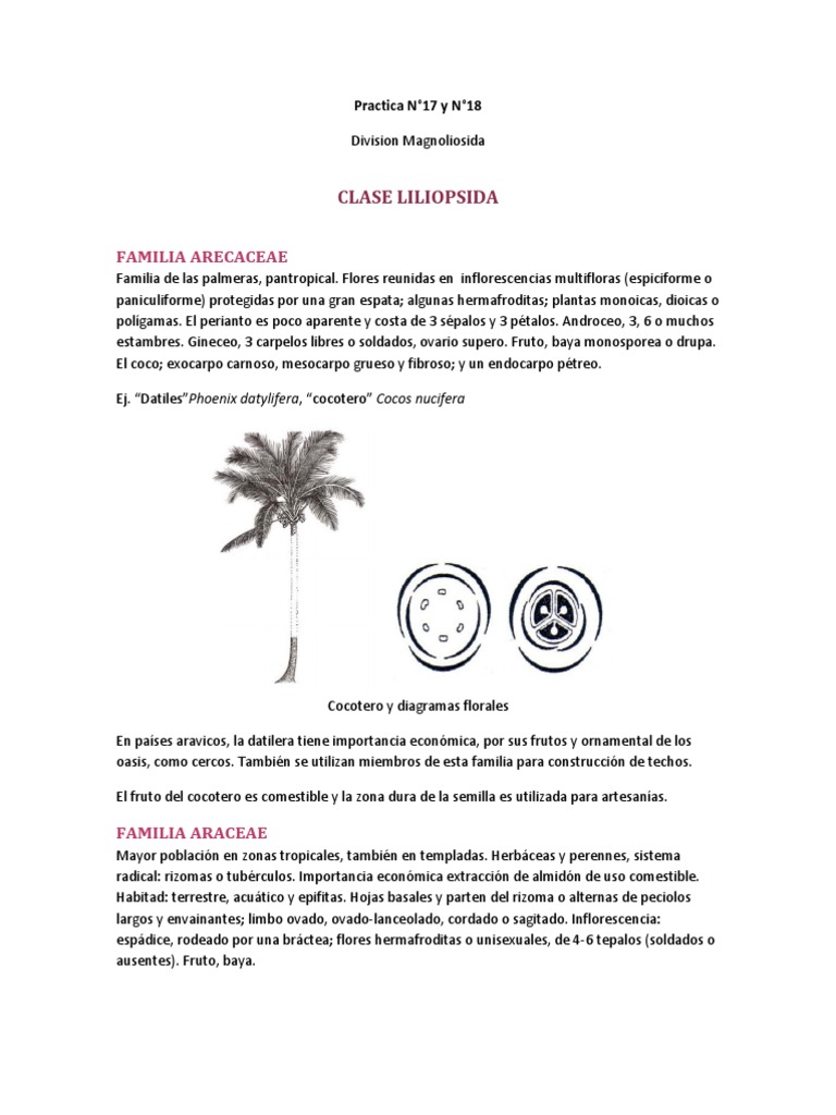 17 & 18 Div Magnoliophyta - Clase Liliopsida | PDF | Arecaceae | Fruta