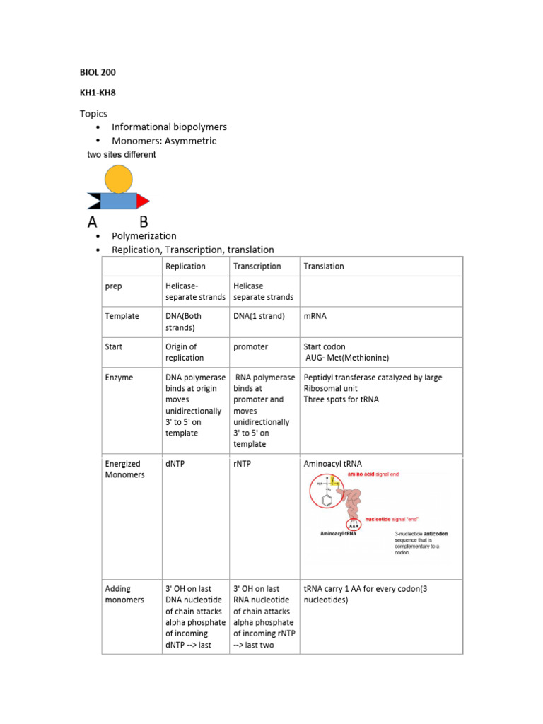 Biol 200 Notes | PDF | Dna | Dna Replication