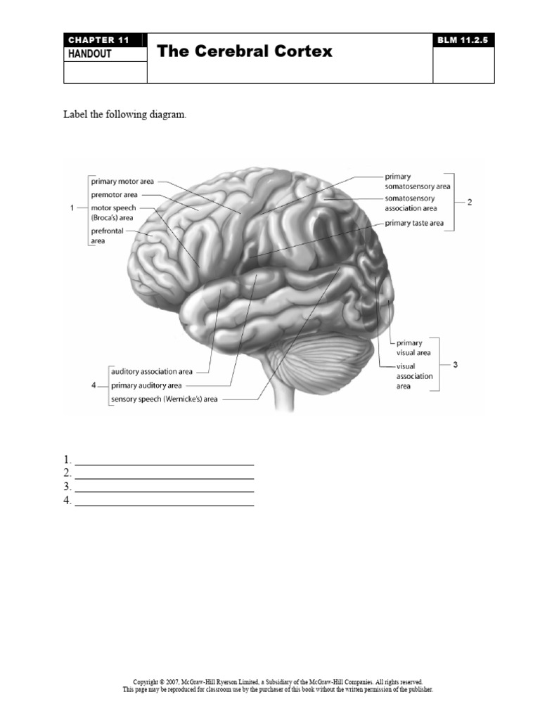 Brain Lobes | PDF