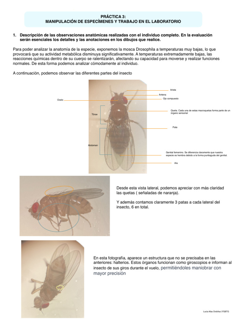 EPD 3 Animal | PDF | Insectos | Mosca