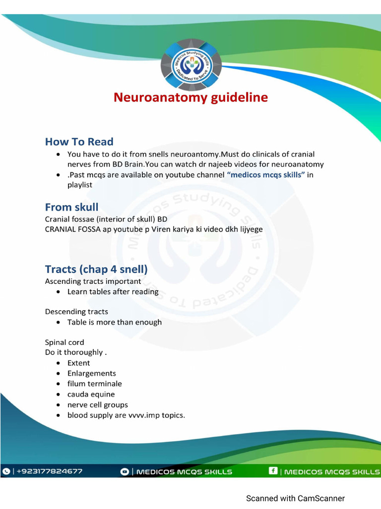 Neuroanatomy Guideline | PDF