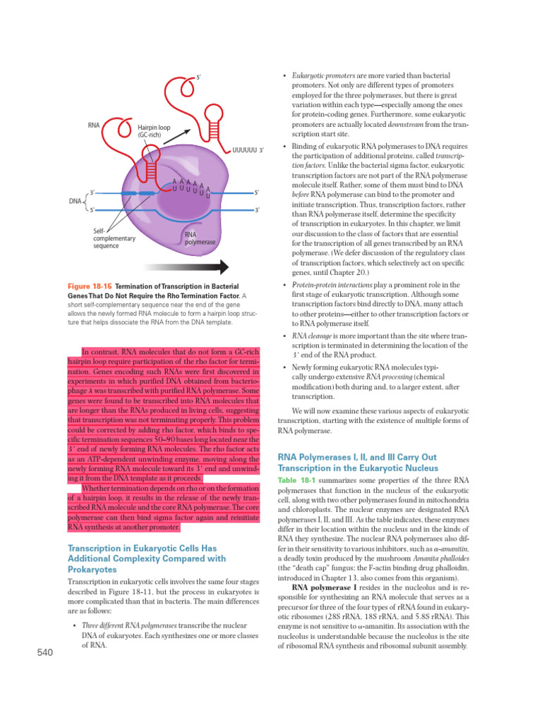 Eukaryotic Transcription Overview | PDF
