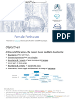 2 - Female Perineum