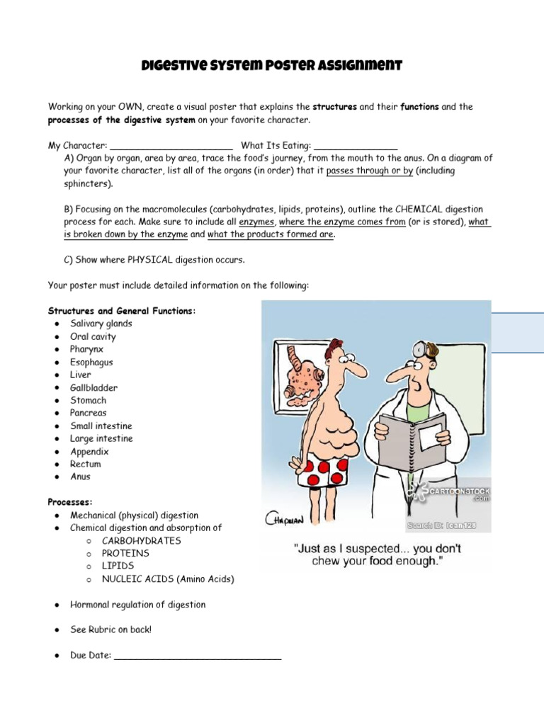 Digestive System Poster Rubric | PDF