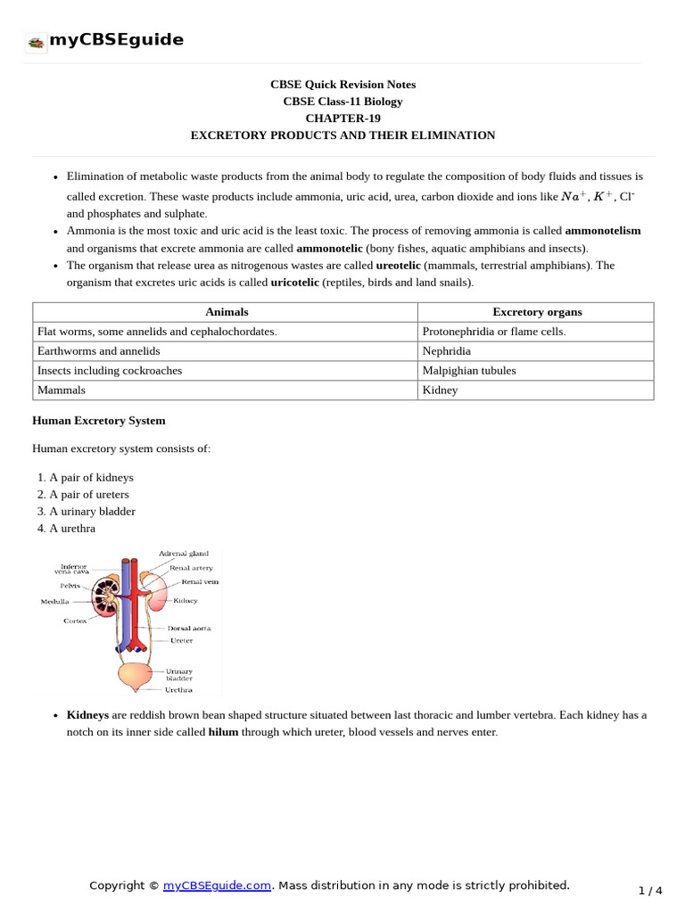 11 Biology Notes Ch19 Excretory Products And Their Elimination 1 Pdf
