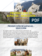 Producción de Alpacas - Selección