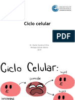 Ciclo Celular - 2019