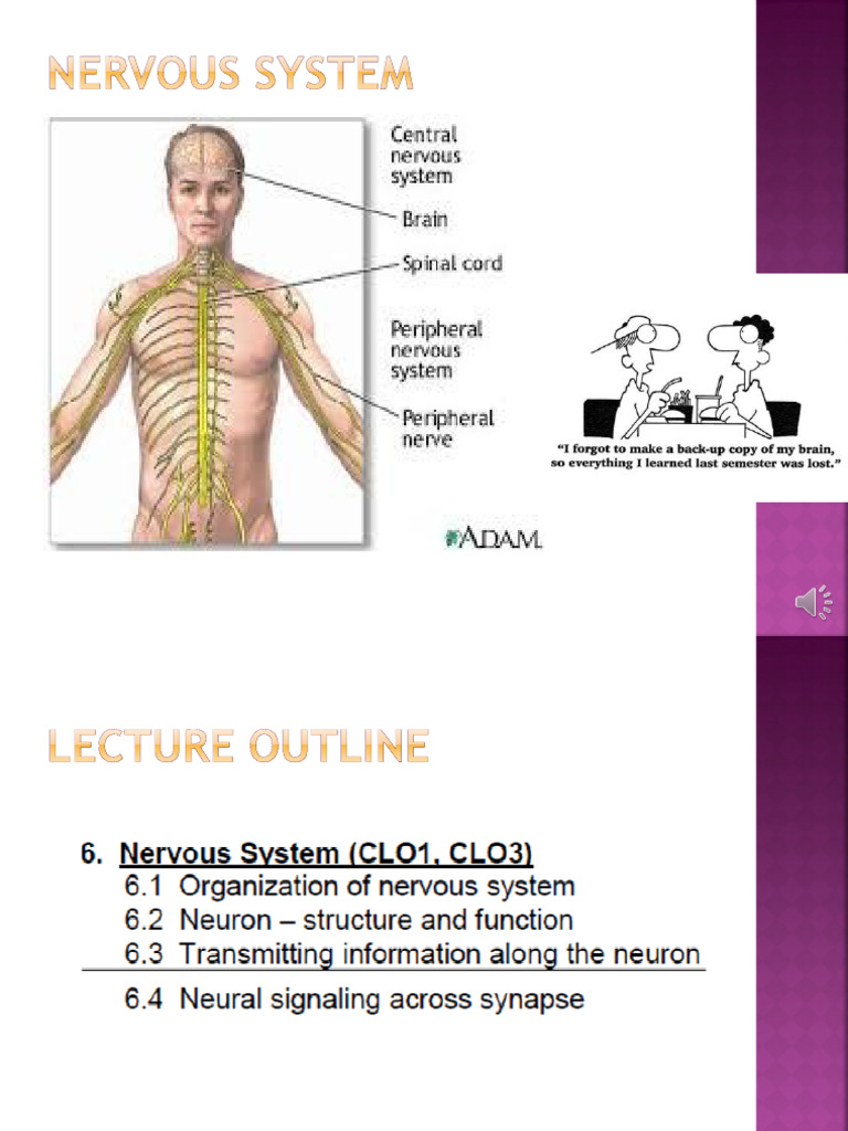 Chapter 6 - Nervous System | PDF