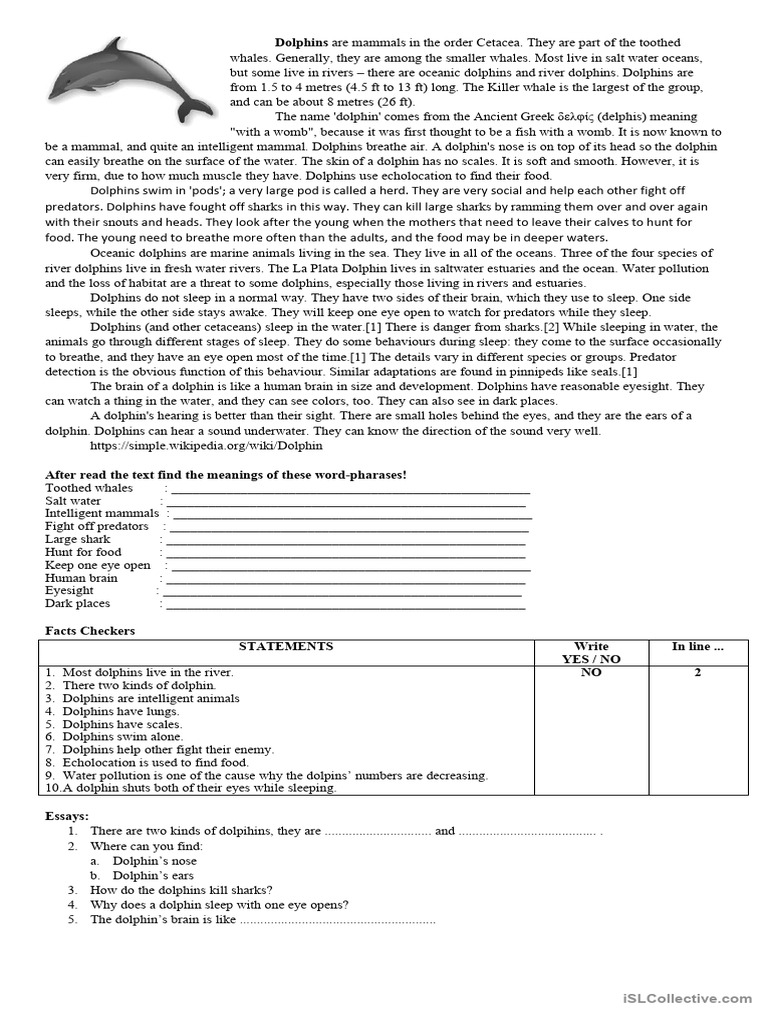 Dolphin | PDF