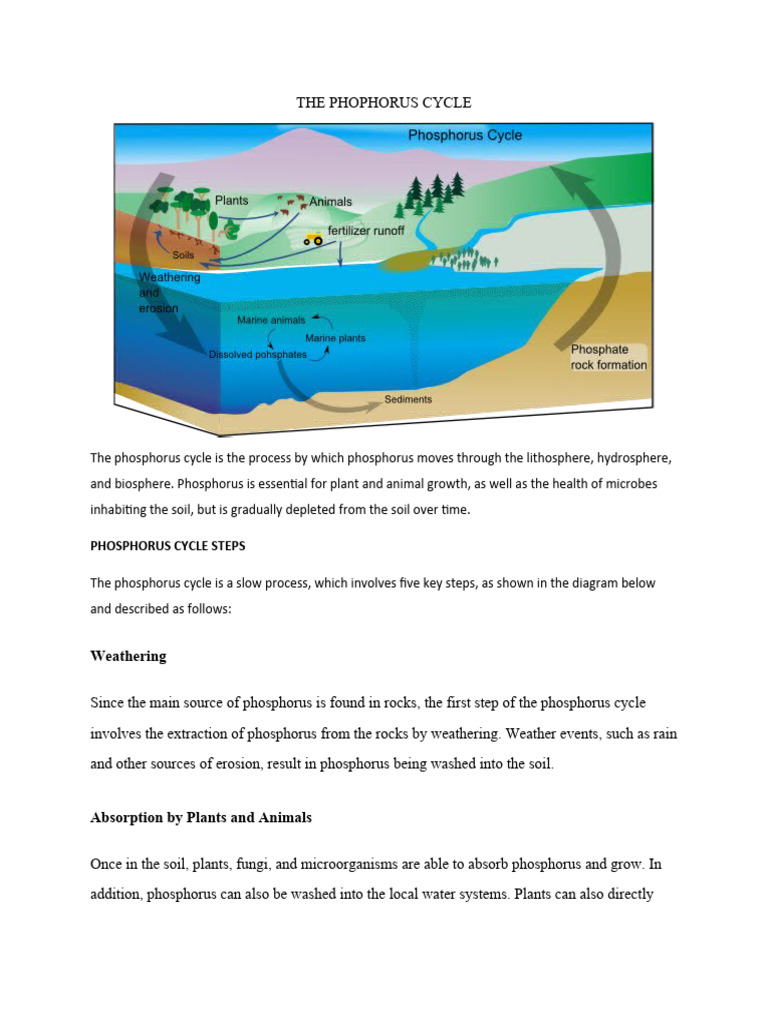 Understanding the Phosphorus Cycle | PDF | Home & Garden | Science ...