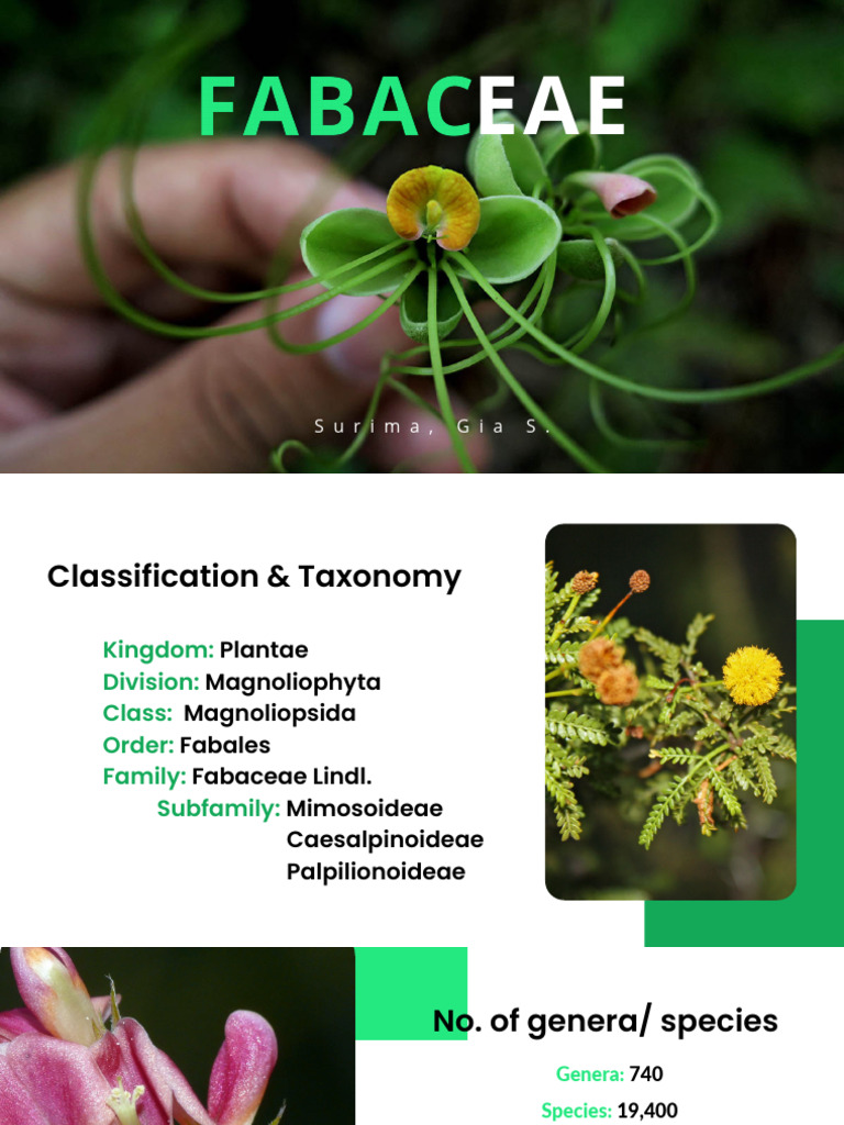 Fabaceae Report | PDF