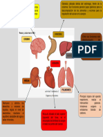 Organos y Sus Funciones