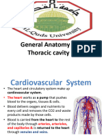 General Anatomy 5.thoracic Cavity (Intro To Cardivascular and Respiratory)