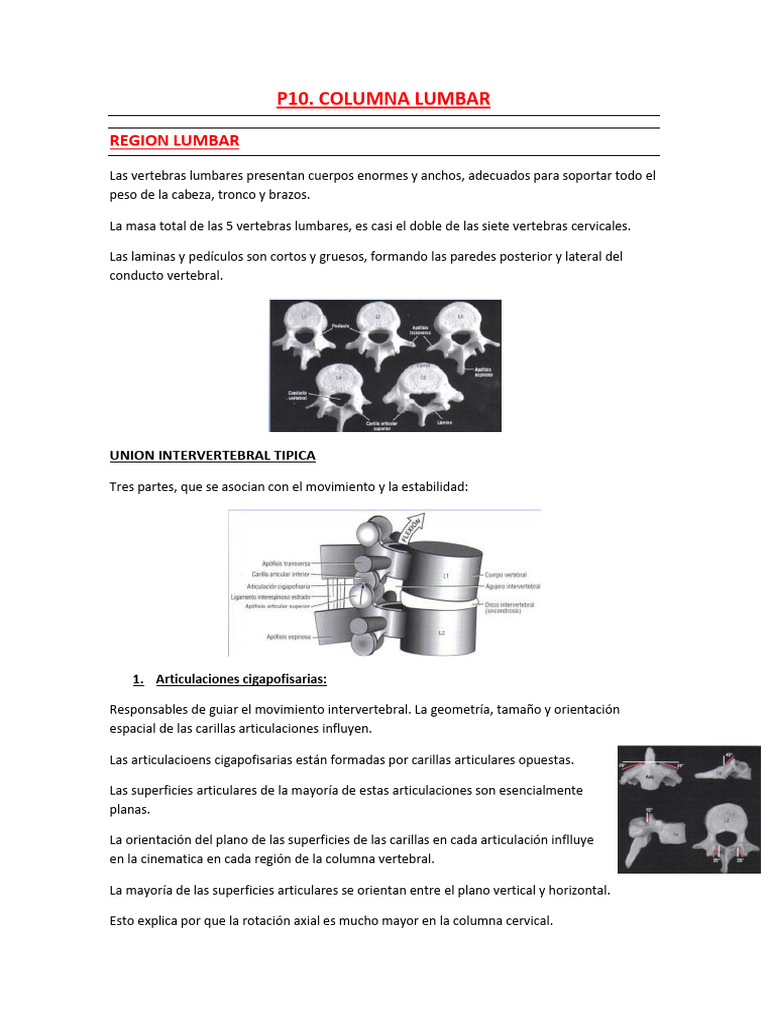 p10. Columna Lumbar | PDF | La columna vertebral | Sistema ...