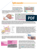 Tejido Muscular II y Nervioso