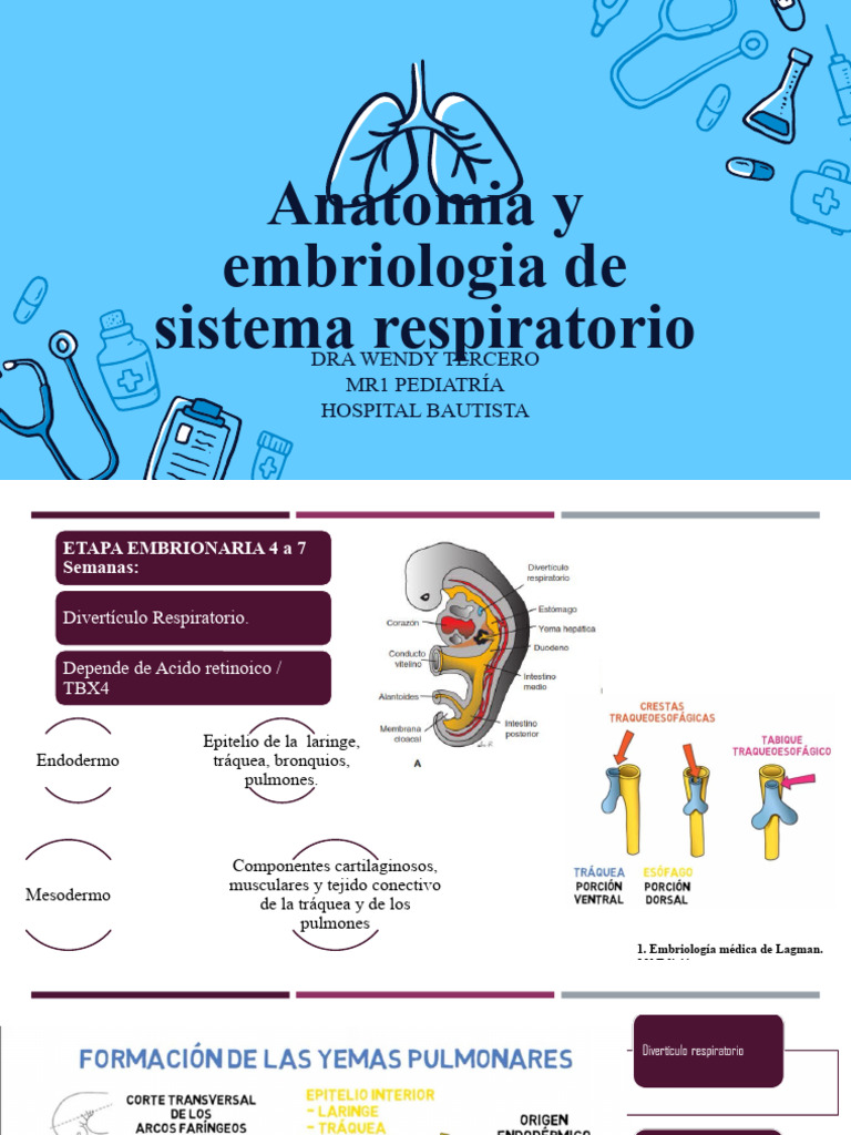 Anatomía Del Sistema Respiratorio Pdf